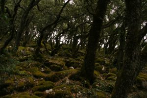 Senderismo - Sierra de Arkamu (Araba)