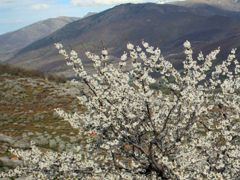 Valle del Jerte. Cerezos en flor.